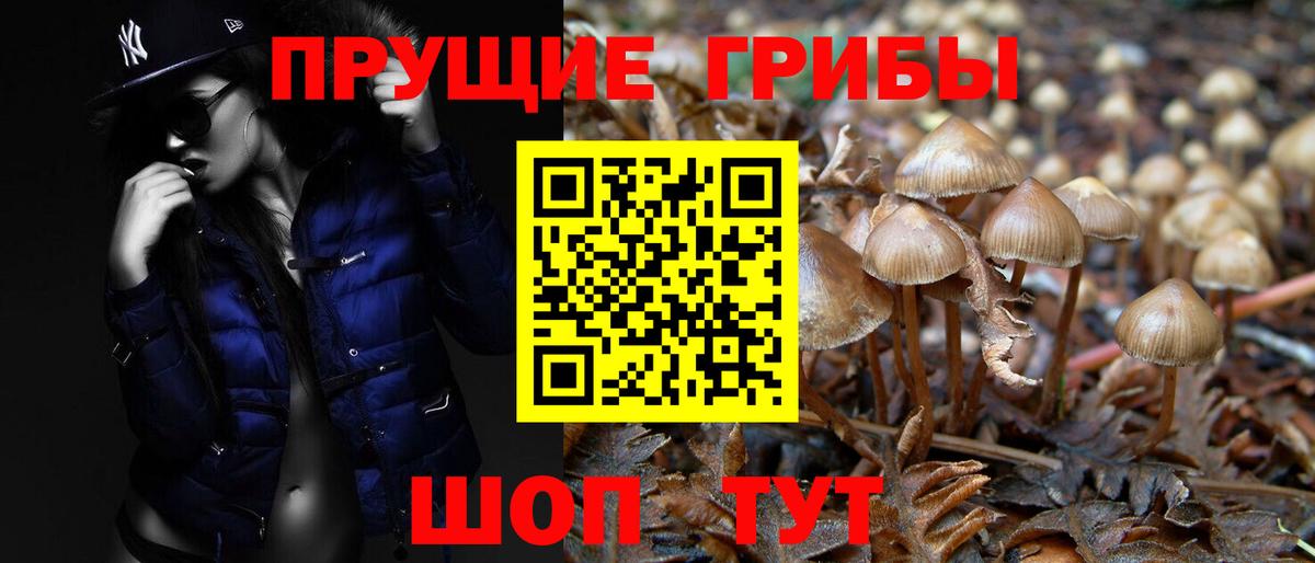 Псилоцибиновые грибы Psilocybine cubensis  Вход с VPN  Кисловодск 